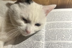 Biało-czarny kotek leżący na książce